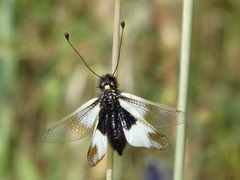 Libelloides lacteus