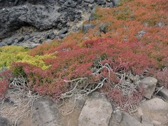 Sesuvium edmonstonei