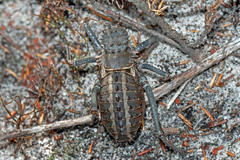 Hetrodes pupus