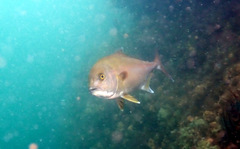 Seriola hippos