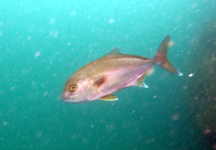 Seriola hippos