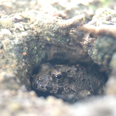 Fejervarya kawamurai
