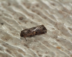 Spodoptera
