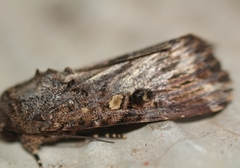 Spodoptera