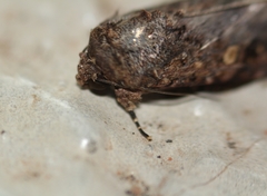 Spodoptera
