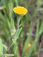 Pulicaria scabra