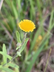 Pulicaria scabra