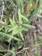 Pulicaria scabra