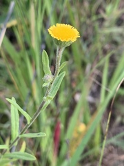 Pulicaria scabra