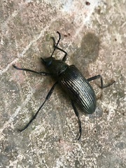 Coleoptera