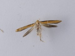 Stathmopoda skelloni