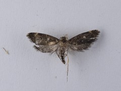 Lathicrossa leucocentra