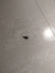 Diptera