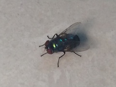 Diptera