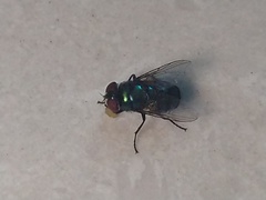 Diptera