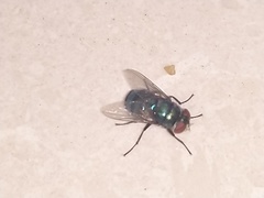 Diptera