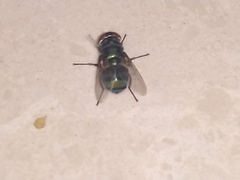 Diptera