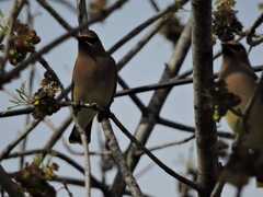 Bombycilla cedrorum