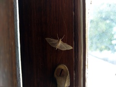 Spilomelinae