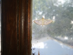 Spilomelinae