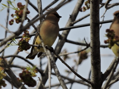 Bombycilla cedrorum
