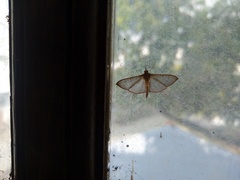 Spilomelinae