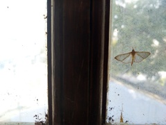Spilomelinae
