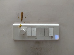Gongylus gongylodes
