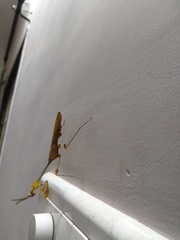 Gongylus gongylodes
