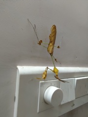 Gongylus gongylodes