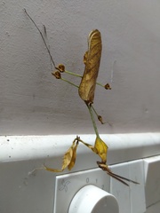 Gongylus gongylodes