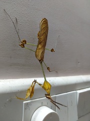 Gongylus gongylodes