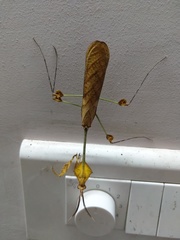 Gongylus gongylodes