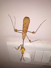 Gongylus gongylodes