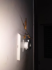 Gongylus gongylodes