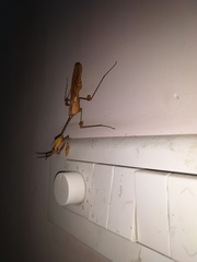 Gongylus gongylodes