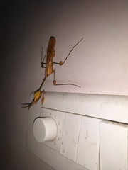 Gongylus gongylodes