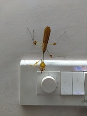 Gongylus gongylodes