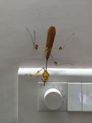 Gongylus gongylodes