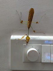 Gongylus gongylodes