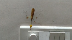 Gongylus gongylodes
