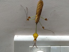 Gongylus gongylodes