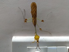 Gongylus gongylodes