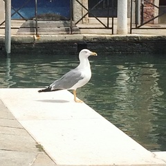 Larus michahellis
