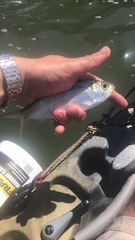 Herklotsichthys castelnaui