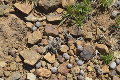 Anacampseros papyracea