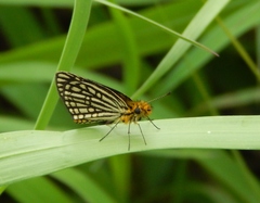 Metisella willemi