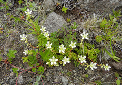 Saxifraga bronchialis funstonii