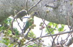 Poicephalus cryptoxanthus tanganyikae