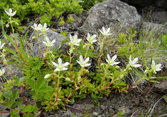 Saxifraga bronchialis funstonii